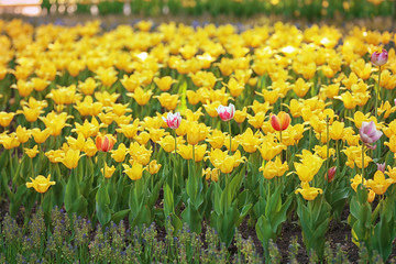 Blossoming tulips outdoors on sunny spring day