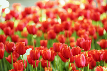 Blossoming tulips outdoors on sunny spring day