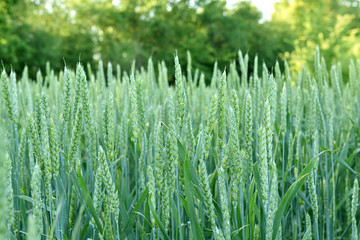 Wheat grows in the field. Green ear. Maturation of plants.
