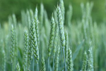 Wheat grows in the field. Green ear. Maturation of plants.