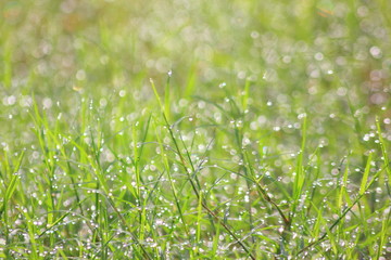Water drops on morning grass,For background.