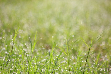 Water drops on morning grass,For background.