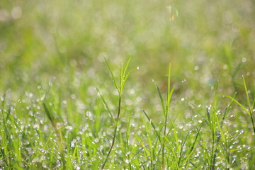 Water drops on morning grass,For background.