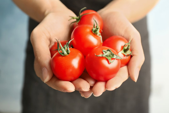 Woman holding ripe tomatoes in hands, closeup
