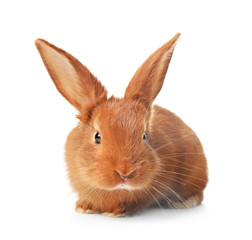 Adorable fluffy bunny rabbit on white background