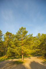  Scots pine with blue sky