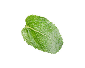 Fresh green mint leaf on white background