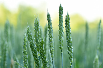 Wheat grows in the field. Green ear. Maturation of plants.