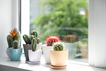 Beautiful different cacti in pots on windowsill