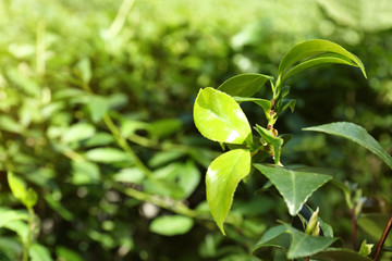 Fototapeta na wymiar Green leaves of tea plant on blurred background
