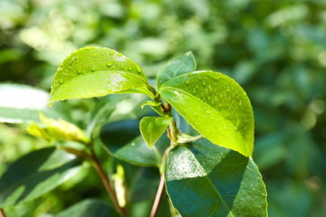 Green leaves of tea plant on blurred background