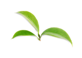 Green leaves of tea plant on white background
