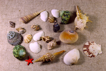 Background frame from seashells