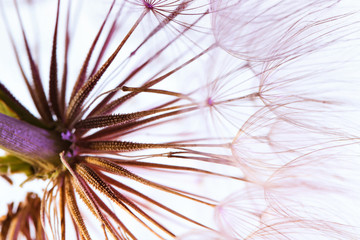 Dandelion seed head on light background, close up