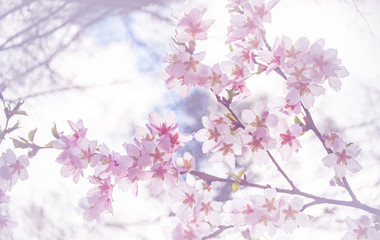 創造の森の富士桜