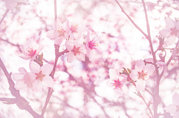 創造の森の富士桜