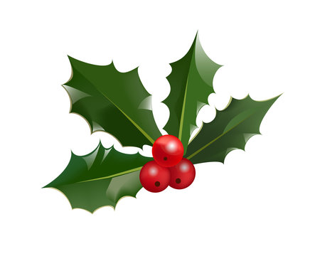 Christmas holly berry and leaves isolated on white background. Vector illustration for winter holiday symbol