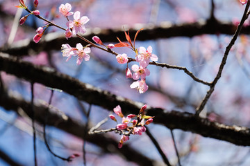 Wild Himalayan Cherry