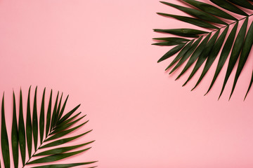 Trendy summer tropical leaves on pink background.  Bright summer color. Minimal style.