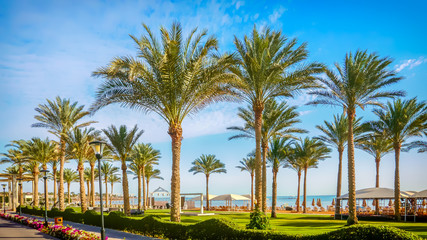 Palm trees in the park on the waterfront