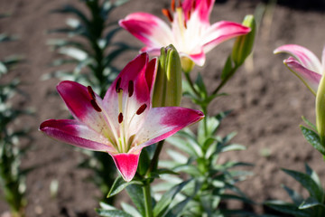 Beautiful pink lily flower blossom in the garden