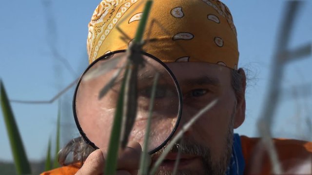 Mature man traveler on nature in morning with magnifying glass in his hand at insects. Close-up Crane Fly Tipula Luna , Mosquito