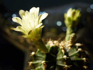 Obraz premium Cactus. Echinopsis calochlora