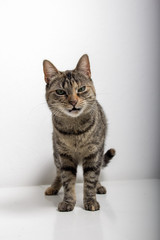 Obraz premium gray tabby cat