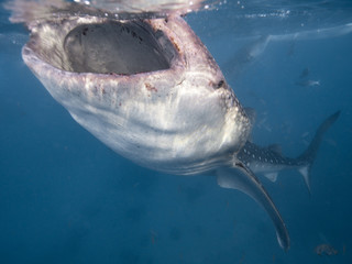 Whale Sharks feeding in the Philippines