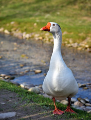 White domestic goose near the stream