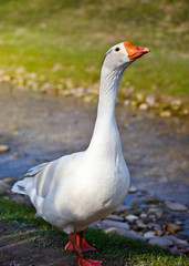 White domestic goose near the stream