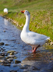 White domestic goose walking in shallow water