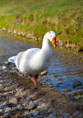 Naklejka na ściany i meble White domestic goose near the stream