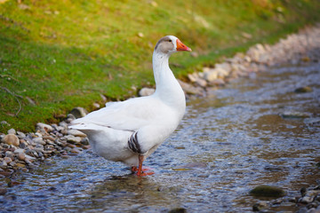 White domestic goose walking in shallow water
