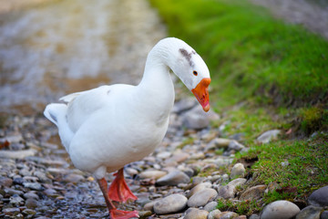 White domestic goose near the stream