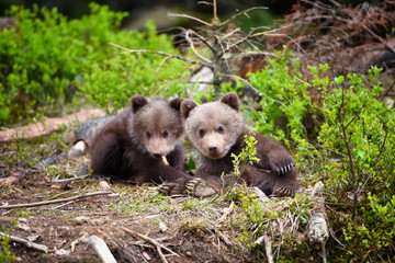 Two little brown bear cub in summer forest