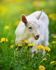 Naklejka na ściany i meble White little goat standing on green grass with yellow dandelions on a sunny day