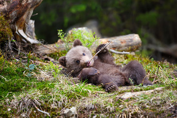 Fototapeta premium Funny little brown bear cub is played with a stick