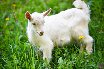 Fototapeta premium White little goat standing on green grass with yellow dandelions