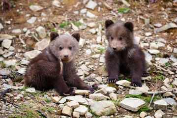 Obraz premium Two little brown bear cub on the edge of the forest