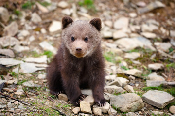 Cute little brown bear cub on the edge of the forest