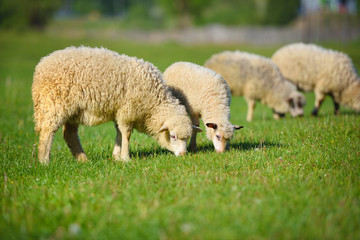 Sheeps in a meadow on green grass