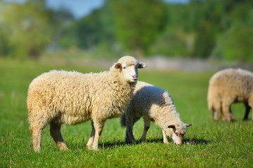 Naklejka premium Owce na łące na zielonej trawie