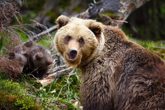 Brown mother bear protecting her cubs in summer forest