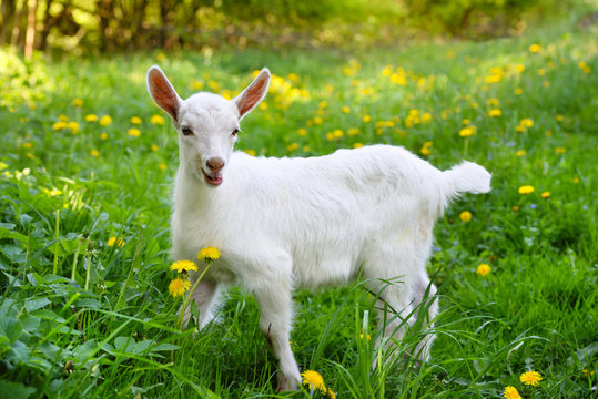 White little goat standing on green grass with yellow dandelions on a sunny day