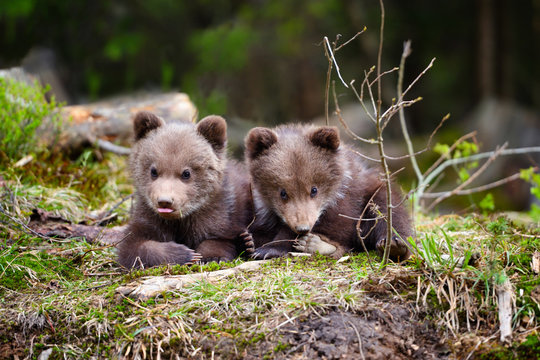 Two little brown bear cub in summer forest