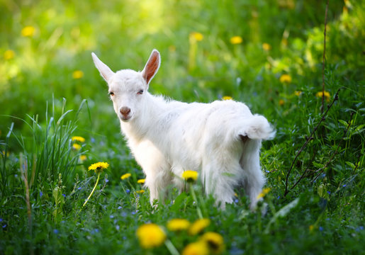 White little goat standing on green grass with yellow dandelions on a sunny day