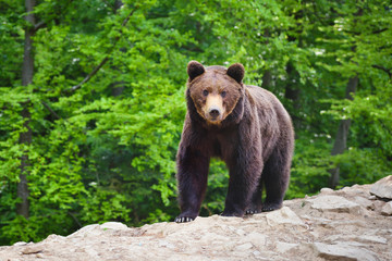 Young brown bear in the summer forest.