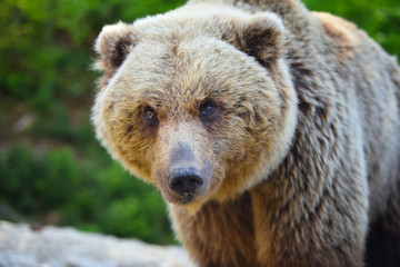 Naklejka na ściany i meble Brown bear portrait. Big brown bear in forest.