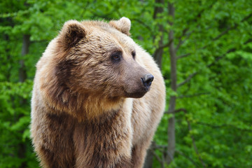 Obraz premium Brown bear portrait. Big brown bear in forest.